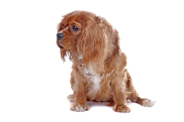 Şövalye Kral Charles Spaniel köpeği — Stok fotoğraf