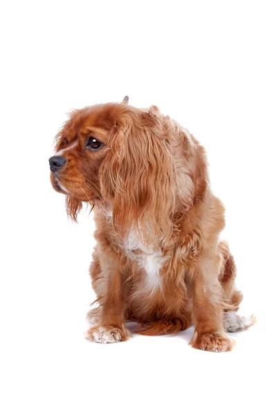 Cavalier Koning Charles Spaniel hond — Stockfoto