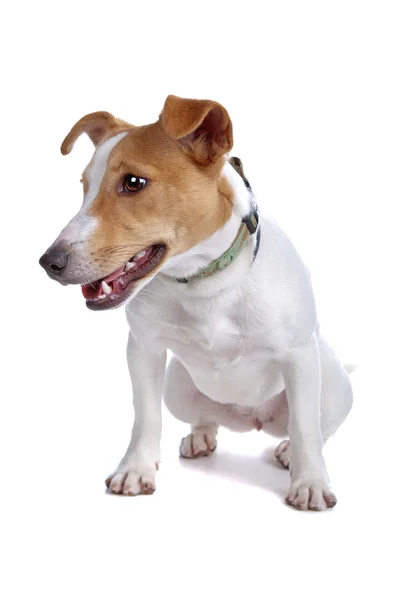 Jack Russel Terrier köpeği. — Stok fotoğraf