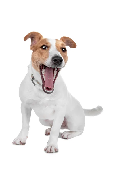 Jack Russel terrier hund — Stockfoto