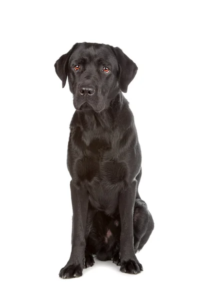 Czarny pies labrador retriever — Zdjęcie stockowe