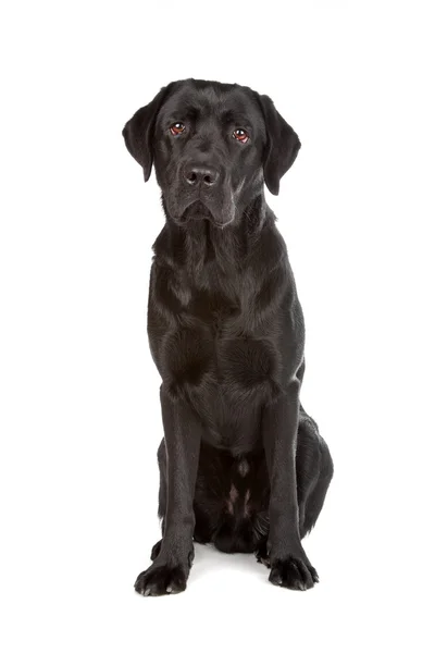 Czarny pies labrador retriever — Zdjęcie stockowe