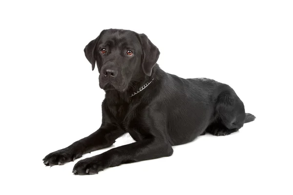 Чорний лабрадор собака-ретривер — стокове фото