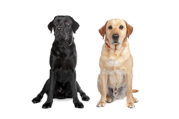 Two Labrador retrievers