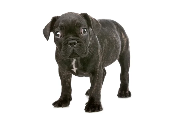 Pug puppy — Stock Photo, Image