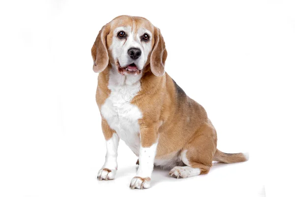 Perro Beagle — Foto de Stock