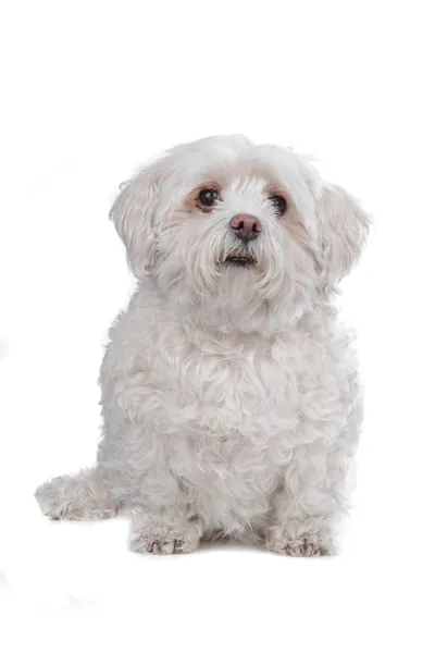 Болонская собака — стоковое фото