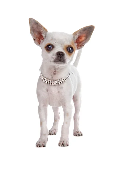 Chihuahua — Foto Stock