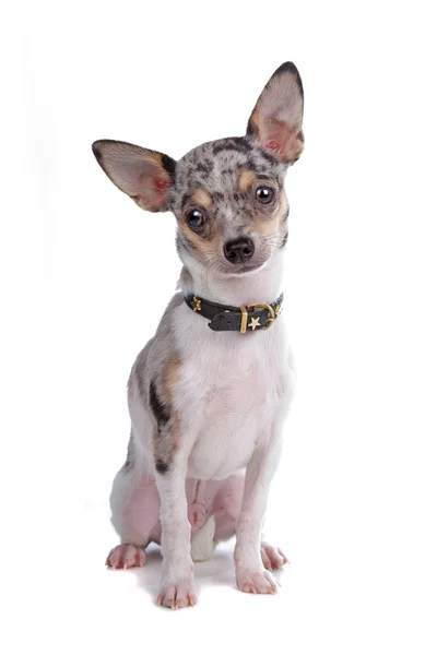 Chihuahua Cabelo Curto — Fotografia de Stock