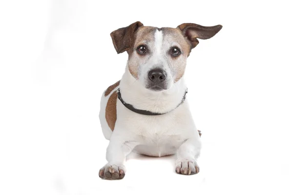 Jack Russel — Foto Stock