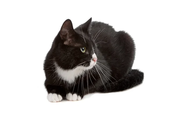 Black and white cat — Stock Photo, Image