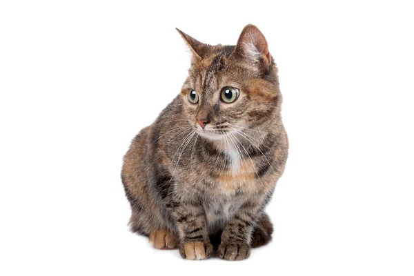 European short haired cat — Stock Photo, Image