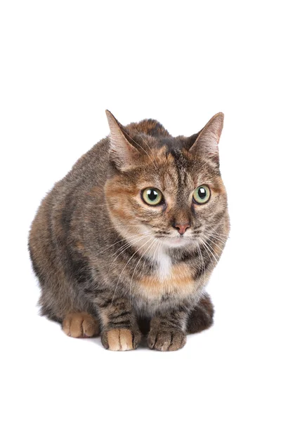 European short haired cat — Stock Photo, Image