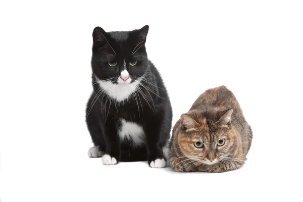 Короткошерстные кошки — стоковое фото