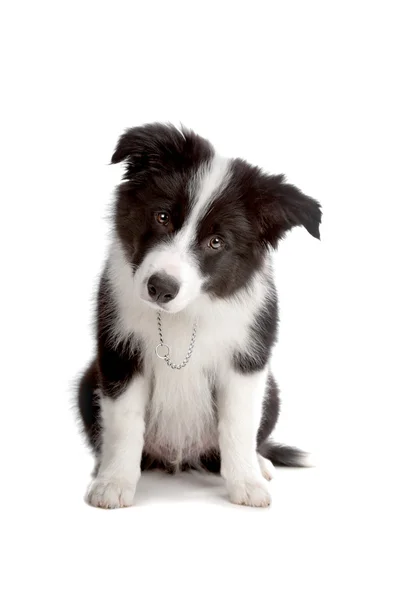 ボーダーコリー子犬 — ストック写真