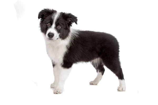 Border Collie cucciolo — Foto Stock