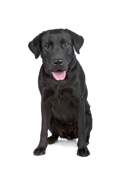 Schwarzer Labrador — Stockfoto