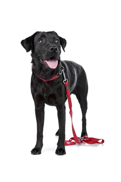 Black Labrador — Stock Photo, Image