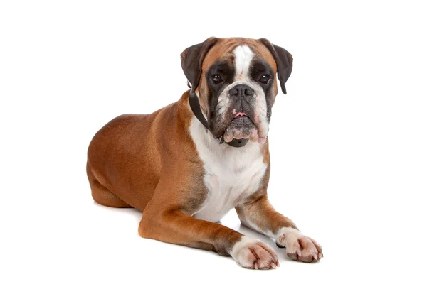 Boxer isolated on white — Stock Photo, Image