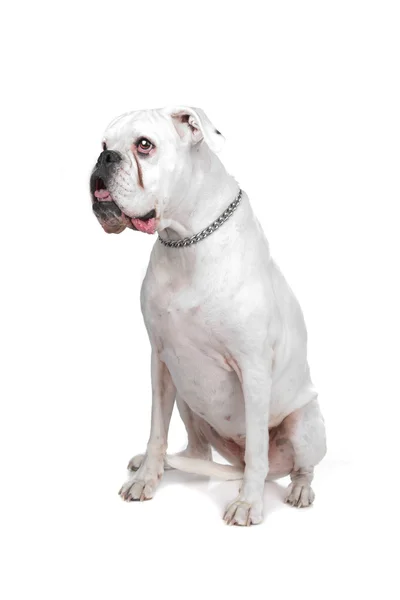 Boxer bianco — Foto Stock