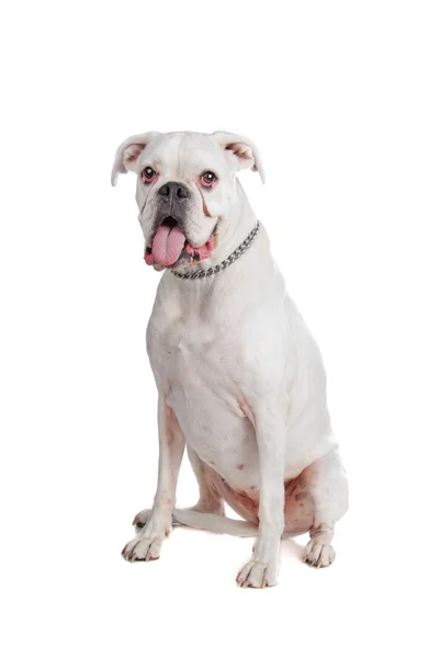 White boxer — Stock Photo, Image