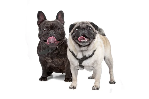 Fransk Bulldog och mops hundar — Stockfoto