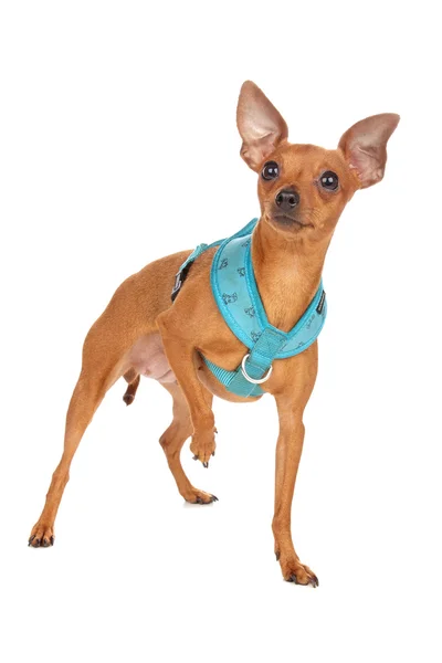 Pinscher miniature — Photo