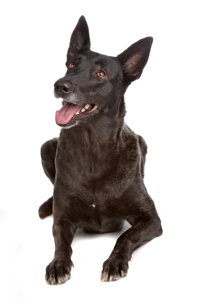 Cute dog posing in studio — Stock Photo, Image