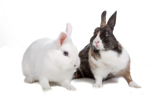 Rabbits — Stock Photo, Image