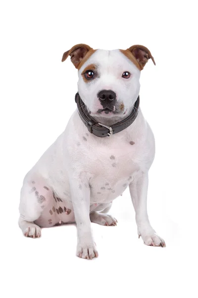 American bulldog — Stock Photo, Image