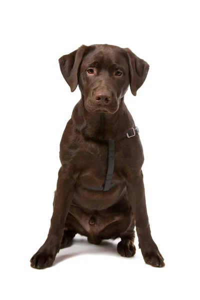 Perro perdiguero de labrador chocolate — Foto de Stock