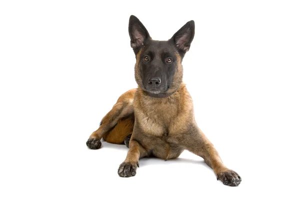 벨기에 양치기 개 — 스톡 사진