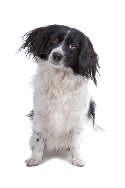 Cavalier re charles spaniel — Foto Stock