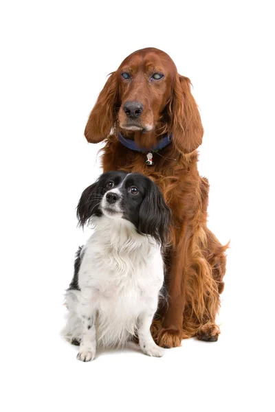 El Rey Caballero Charles Spaniel y un Setter Rojo Irlandés ciego — Foto de Stock