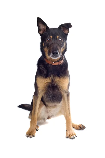 Mixed breed shepherd dog — Zdjęcie stockowe