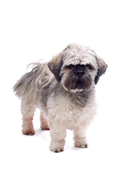 สุนัข Chi Tzu — ภาพถ่ายสต็อก