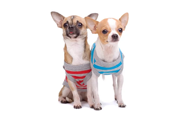 Two dressed chihuahua — Stock Photo, Image