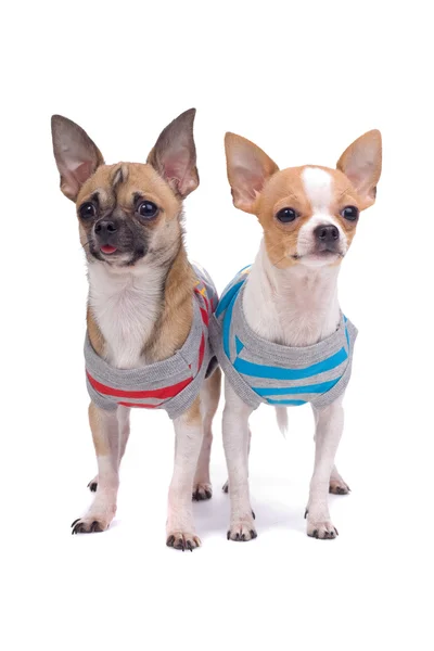 Twee gekleed chihuahua — Stockfoto