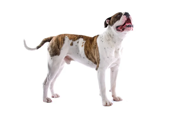 American bulldog — Stock Photo, Image