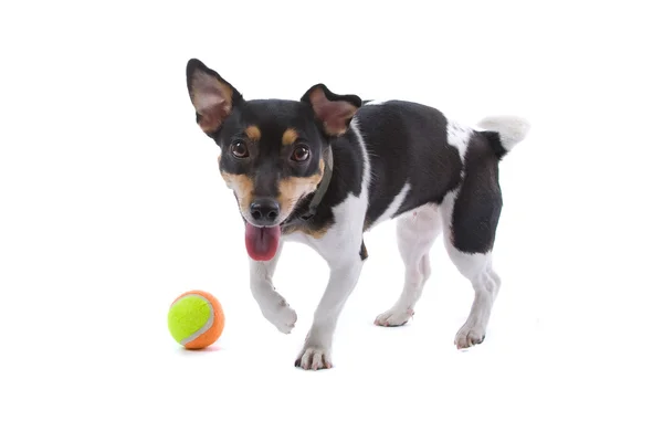 Jack russel Terrier with tennis ball — Stock Photo, Image