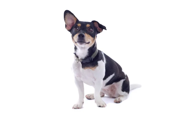 Jack Russel Terrier Dog — Stock Photo, Image
