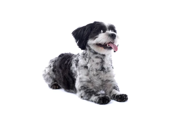 Σκύλος μαλτέζικα — Φωτογραφία Αρχείου