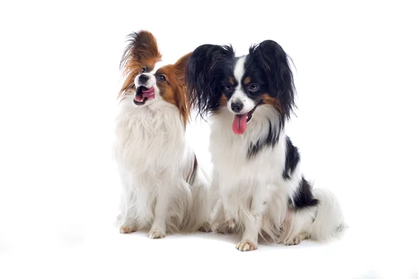 Two Papillon dogs — Stock Photo, Image