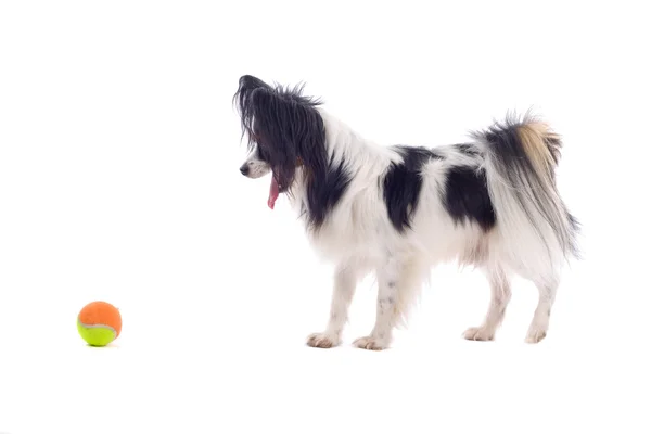 Собака Папійон з іграшкою — стокове фото