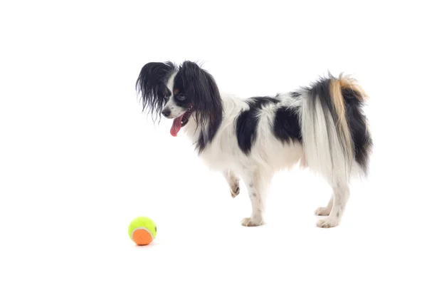 Собака Папійон з іграшкою — стокове фото