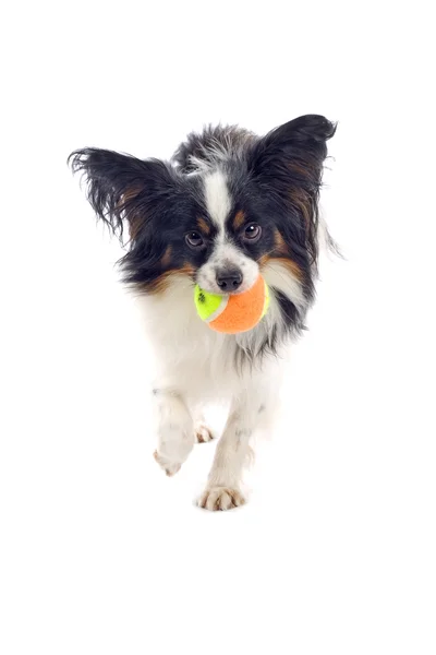 パピヨン犬のおもちゃ — ストック写真