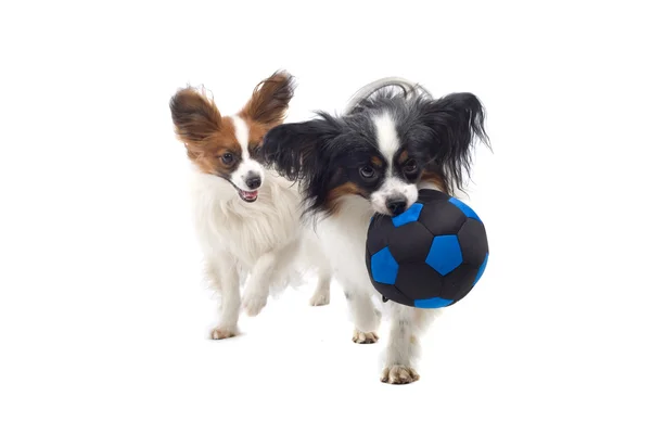 Papillon dogs with toy — Stock Photo, Image