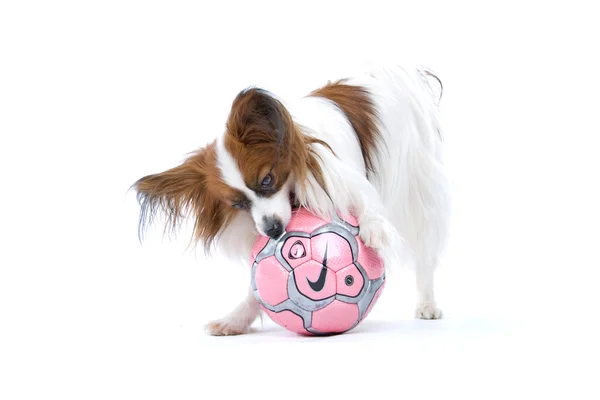 パピヨン犬のおもちゃ — ストック写真
