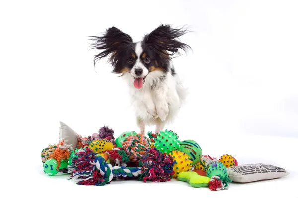 Papillon köpek oyuncak bir yığın üzerinde — Stok fotoğraf