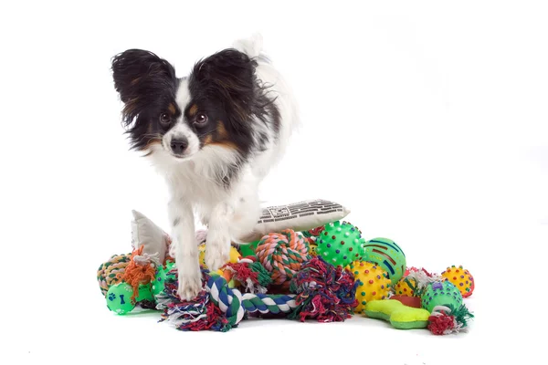 Papillon hond op een hoop van speelgoed — Stockfoto